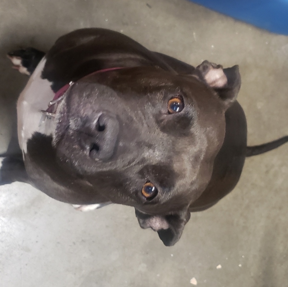 Meet your Posher, Lilly